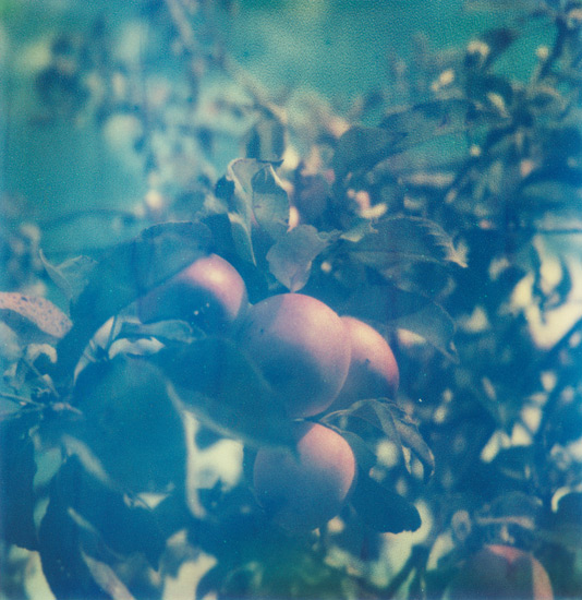 mum's sweet apples