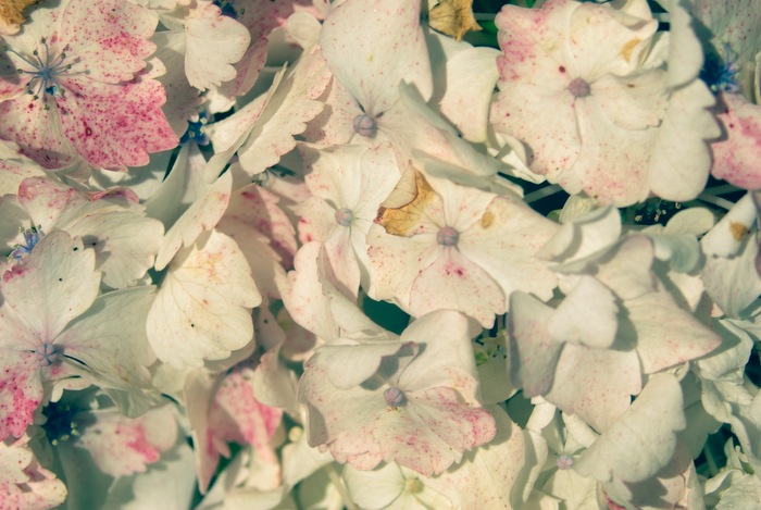 dirty flower wall