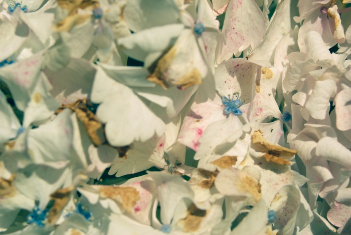 dirty flower wall