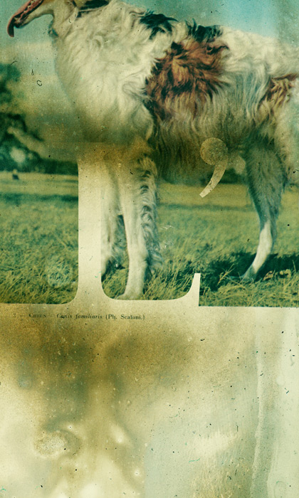 Canis Familiaris