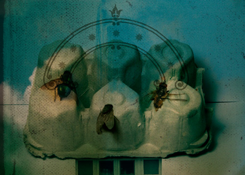 dead flies fortress